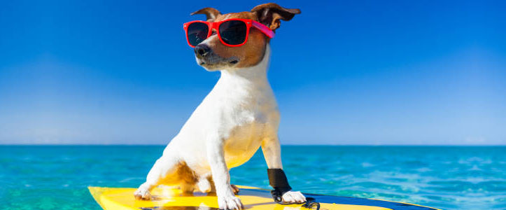 Specialists in hotels